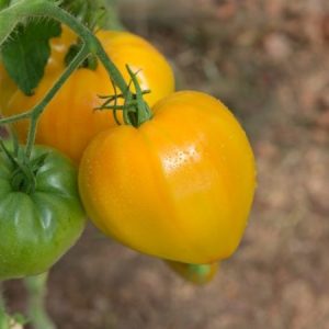 Gói 0.5GR hạt giống Cà Chua Trái Tim Vàng