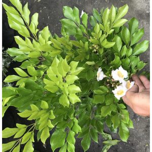 Cây giống Nguyệt Quế Thái - CayGiongTot