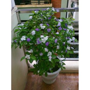 Cây giống hoa Nhài (Lài) Nhật hoa cực thơm - cây trưởng thành đang hoặc sắp cho hoa