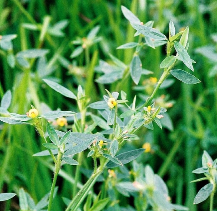 Gói 100GR hạt giống Cỏ Đậu STYLO