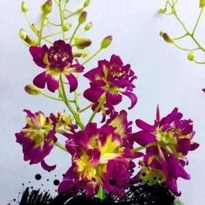 Cây lan Dendro hoa hồng thân tơ sắp hoa