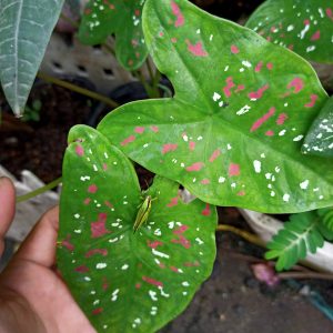 Cây lá môn Caladium Florida Clown - Môn xanh chấm trắng - Môn Hề Florida