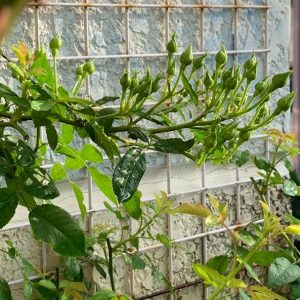 [Cây giống Hoa] hồng LEO Friendship of Strangers size chậu C9 - CayGiongTot