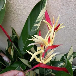 Cây giống hoa Mỏ Két Cẩm Thạch - CayGiongTot