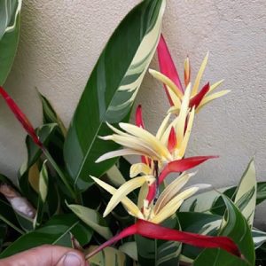 Cây giống hoa Mỏ Két Cẩm Thạch - CayGiongTot