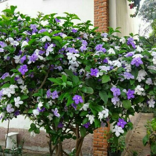 Cây giống hoa Nhài (Lài) Nhật hoa cực thơm - cây trưởng thành đang hoặc sắp cho hoa