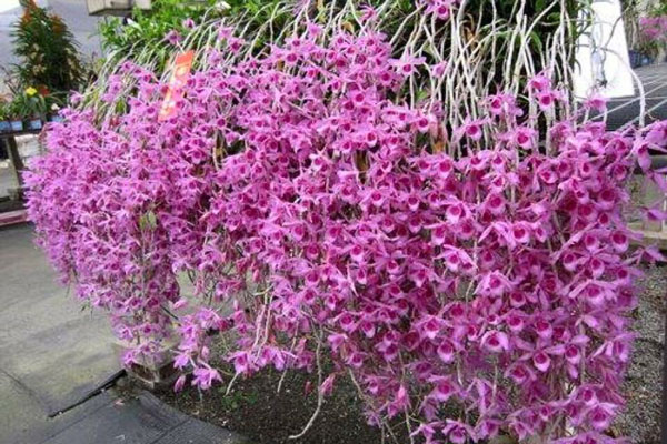 gia-hac-hoa-hong-3 Lan giả hạc hoa hồng đỏ hàng đài | Den. Adastra 'Red Rose