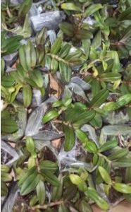 Giả Hạc Nù Tam Bố, Cây con giống rất đẹp