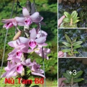 Giả Hạc Nù Tam Bố, Cây con giống rất đẹp