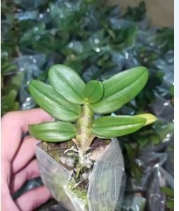 Giả Hạc Nù Tam Bố, Cây con giống rất đẹp