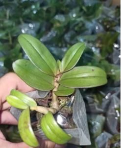 Giả Hạc Nù Tam Bố, Cây con giống rất đẹp