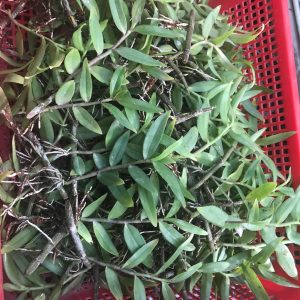 Cây giống lan Giả Hạc Pháp - kie 5-7cm khoẻ mạnh