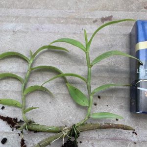 Cây giống lan Giả Hạc Pháp - kie 5-7cm khoẻ mạnh