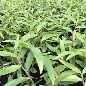 Cây giống lan Giả Hạc Pháp - kie 5-7cm khoẻ mạnh