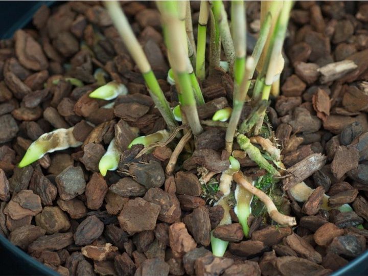 Vỏ thông đỏ xay vụn - Giá thể trồng lan chuyên dụng hàng đẹp