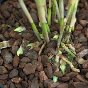 Vỏ thông đỏ xay vụn - Giá thể trồng lan chuyên dụng hàng đẹp