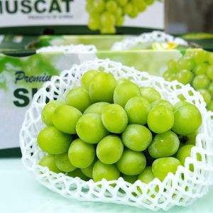 Cây giống nho sữa Hàn Quốc trái xanh siêu ngọt