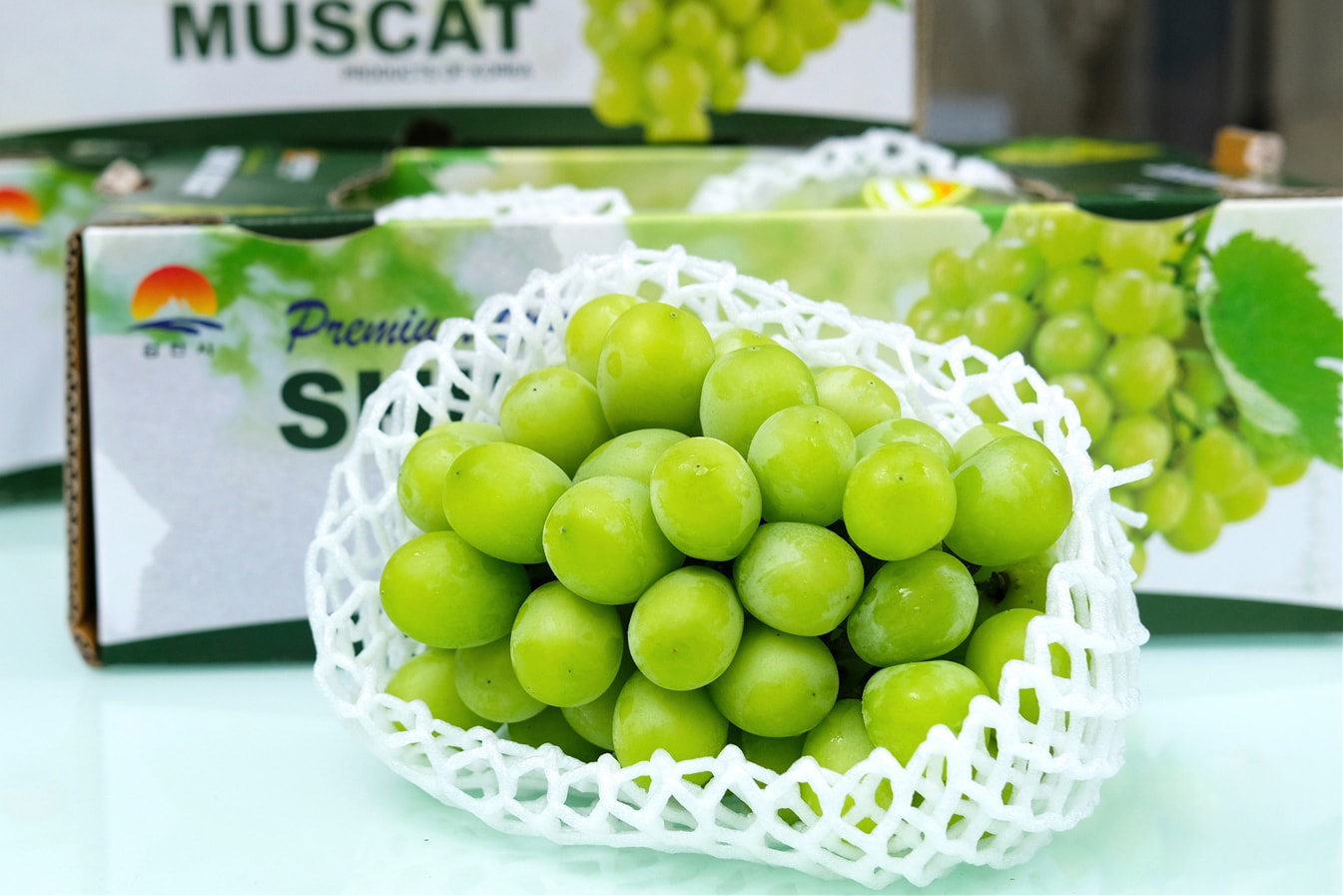 gia-nho-sua-han-quoc-fuji-2 Cây giống nho sữa Hàn Quốc trái xanh siêu ngọt