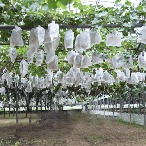 Cây giống nho sữa Hàn Quốc trái xanh siêu ngọt