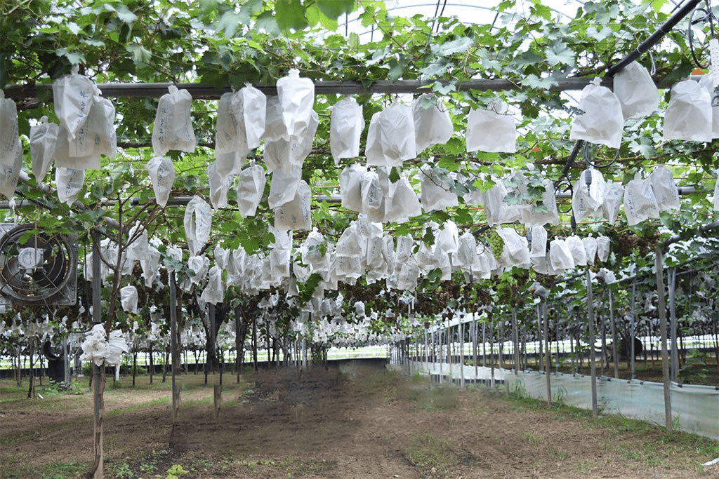 gia-nho-sua-han-quoc-fuji-5 Cây giống nho sữa Hàn Quốc trái xanh siêu ngọt