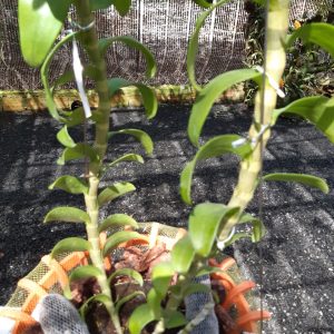 [Giống hiếm] Lan Giả Hạc Hòn Hèo Nha Trang hoa to đẹp rất thơm - Cây giống năm 2 khoẻ mạnh 10 cm