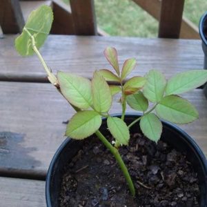 Combo 10 cây giống bầu chiết hồng ngoại - bầu nhiều rễ ổn định, tỷ lệ sống cao