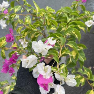 Chai 20ml phân bón lá Tano-vàng