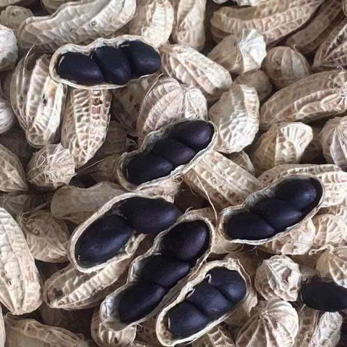 gihjdevslesdtyklgqwu Hình ảnh Hạt giống lạc đen,giống mới năng suất cao,kèm hướng dẫn chi tiết kỹ thuật gieo hạt,Đặc biệt tặng ngay gói kích mầm và phân khi mua sản phẩm Lạc Đen