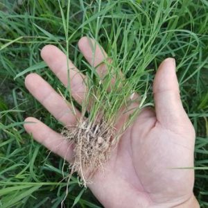 HẠT GIỐNG CỎ TRỒNG THẢM BERMUDA - 50Gr