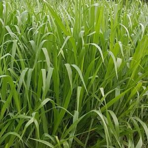 Gói 1KG hạt giống Cỏ Sả Mulato 2