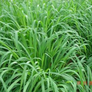 Gói 1KG hạt giống Cỏ Sả Mulato 2