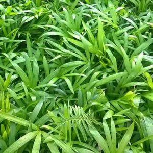 Gói 0.01GR hạt giống hoa Mây Nhiều Màu (Hoa Mây)