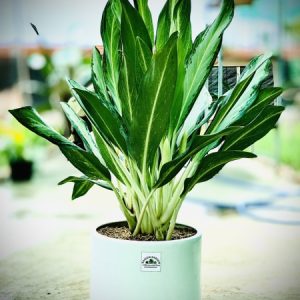 [Cây phong thủy] Cây giữ tiền - CayGiongTot