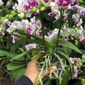 Cây Lan hồ điệp có sẵn 2 ngồng hoa - giao cây to như hình, hoa có màu ngẫu nhiên, không chọn màu