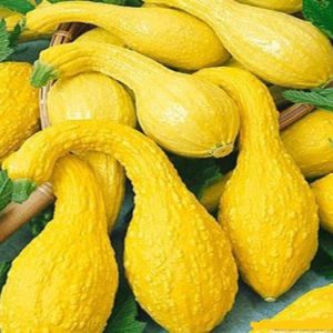 Gói 5 HẠT hạt giống Bí Thiên Nga