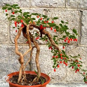 Cây giống Câu Kỷ Tử - Giống dược liệu chịu nhiệt dễ trồng, khoảng 1,5 năm cho trái