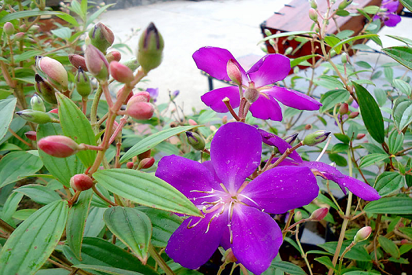 h1-20191016094330-1 Chậu cây giống hoa Mua Thái (hoa sim Thái) cao 30-40cm đang hoa nhiều nụ - cây cho hoa Tím lịm quanh năm, cực dễ trồng