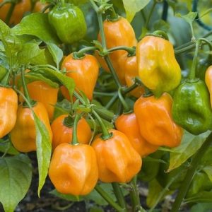 Cây giống ớt habanero vàng cam ươm vỉ như hình