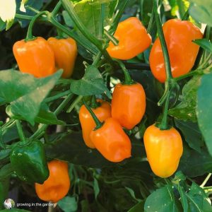 Cây giống ớt habanero vàng cam ươm vỉ như hình