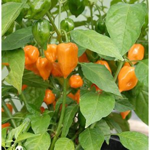 Cây giống ớt habanero vàng cam ươm vỉ như hình