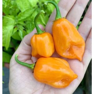Cây giống ớt habanero vàng cam ươm vỉ như hình