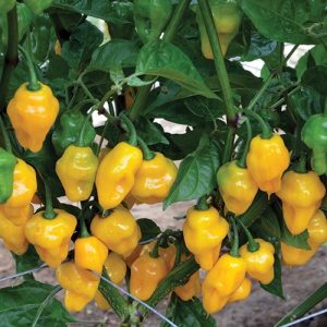 Cây giống ớt habanero vàng chanh ươm vỉ như hình