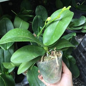 Lan hồ điệp mini cốc 2.8 sẵn 1 ngồng hoa - Giao cây như hình, hoa có màu ngẫu nhiên, cho hoa tết Nguyên đán 2021