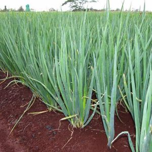 Gói 1g hạt giống hành lá gốc trắng