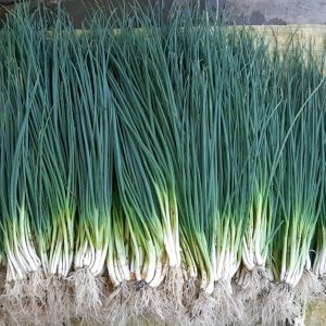 Gói 1g hạt giống hành lá gốc trắng