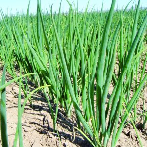 Gói 1g hạt giống hành lá gốc trắng