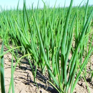 Gói 1g hạt giống hành lá gốc trắng