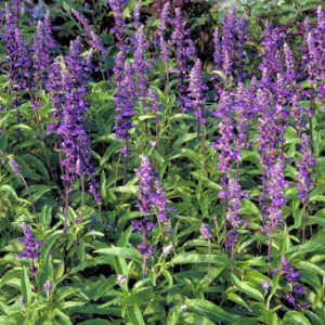 Gói 1000 hạt giống Hạt Chia Mỹ