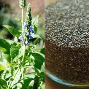 Gói 1000 hạt giống Hạt Chia Mỹ