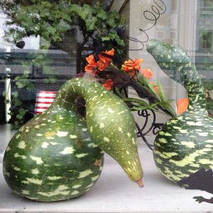 Gói 5 HẠT hạt giống Bầu Thiên Nga